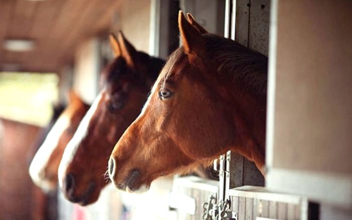 Обустройство загона для лошадей: Исчерпывающее руководство по безопасности и комфорту лошадей