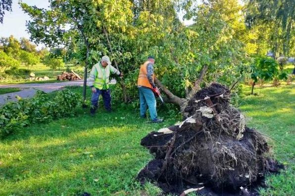 Какие деревья чаще всего падают при ураганах в Украине