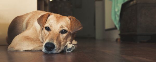 Как понять что у собаки бешенство