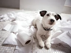 Запор у собаки что делать в домашних условиях