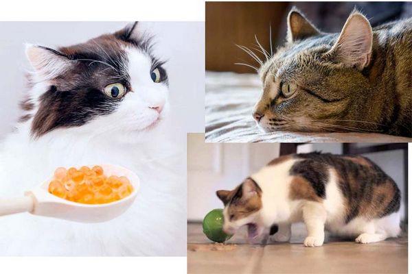 Что делать если кот не ест и вялый