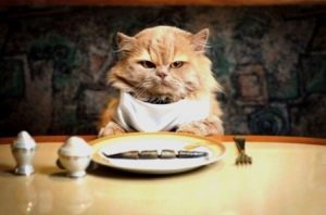 Что делать если кот отравился и ничего не ест