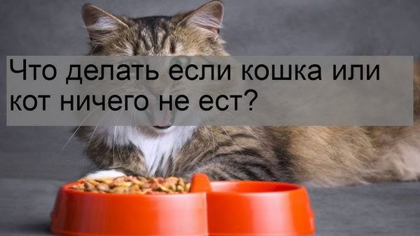 Что делать если кот отравился и ничего не ест
