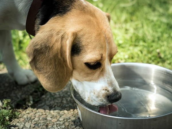 Что делать если собака отравилась и ничего не ест