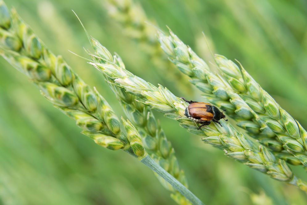Захист зернових культур від шкідників: найкращі практики та інновації